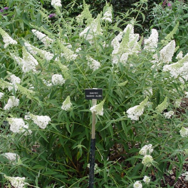 Buddleja davidii 'Nanho White' (Metuljnik)