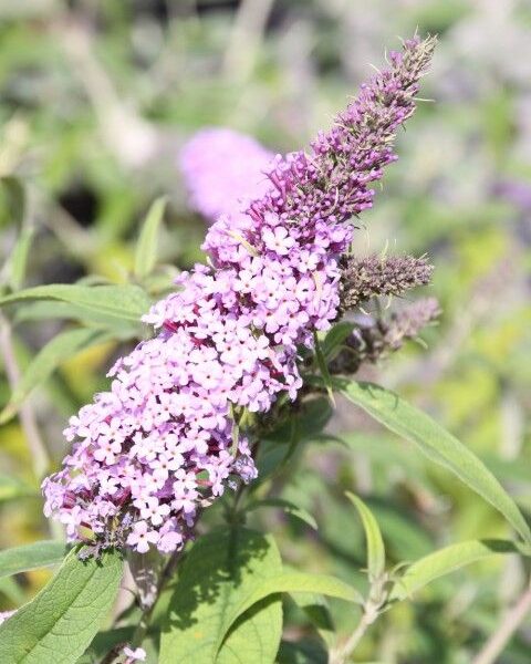 Buddleja davidii 'Nike' (Metuljnik)
