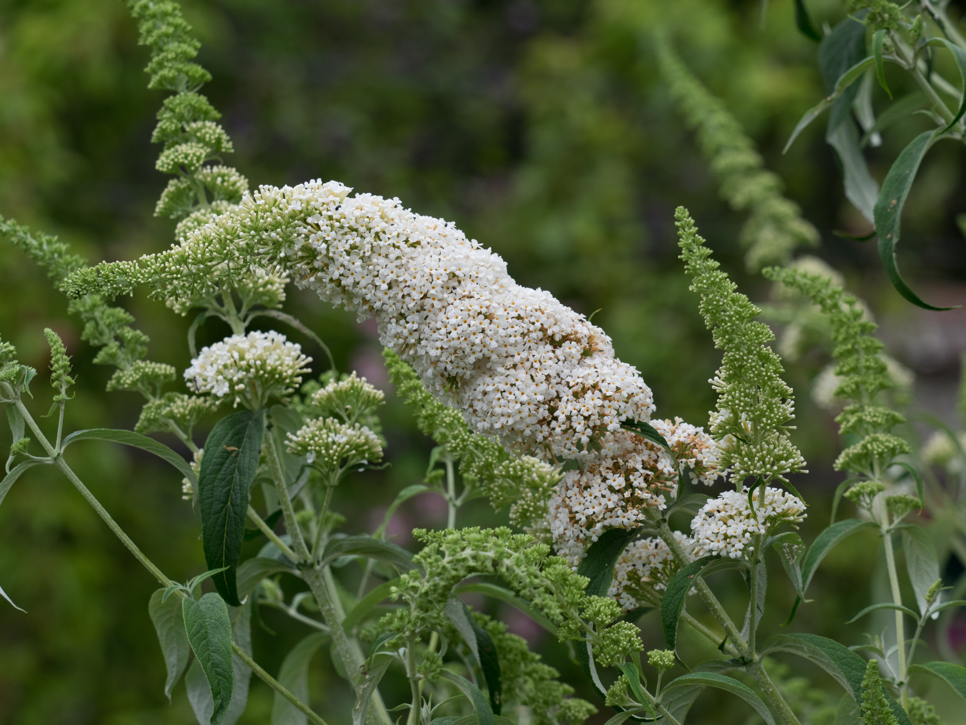BUDAPE_1.jpg Buddleia davidii 'Peace' (Davidov metuljnik) - slika 1