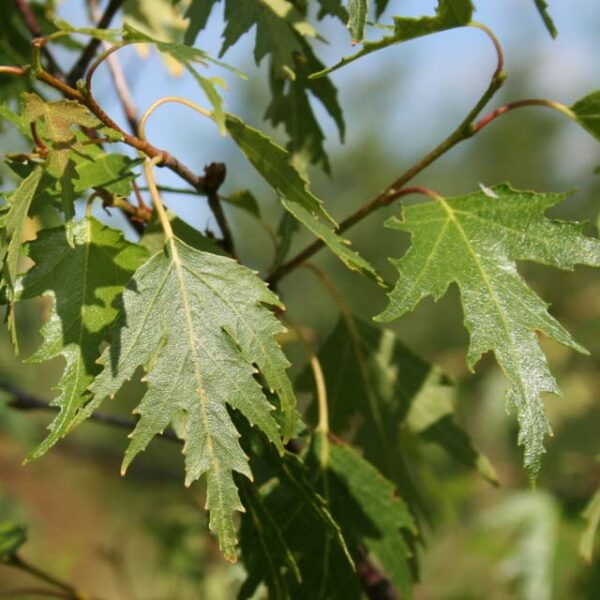 Betula pendula 'Dalecarlica' (Švedska breza)