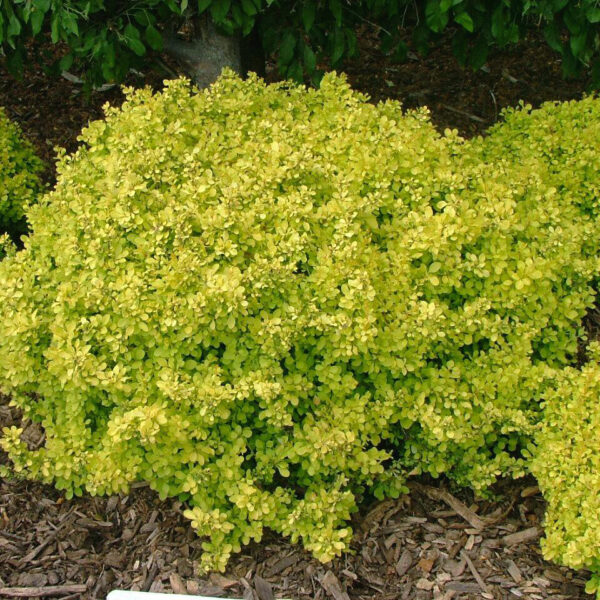 Berberis thunbergii BONANZA GOLD 'Bogozam'  (Rumenolistni češmin)