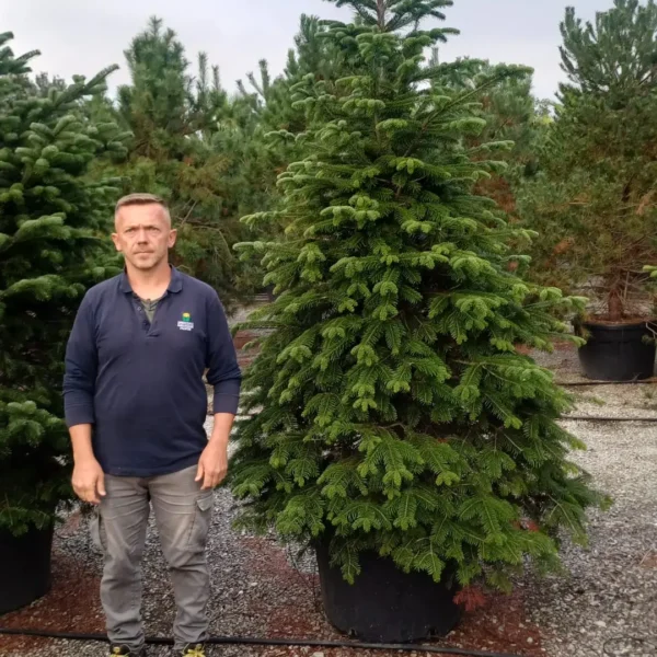 Abies nordmanniana (Kavkaška jelka)