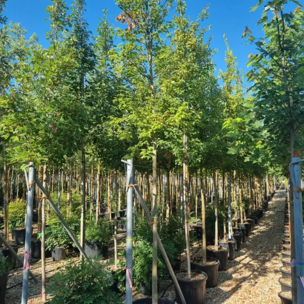 Acer buergerianum (Trizobi javor)