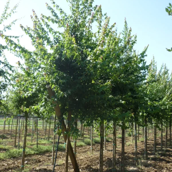 Acer buergerianum (Trizobi javor)