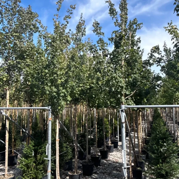 Acer campestre (Poljski javor, maklen)