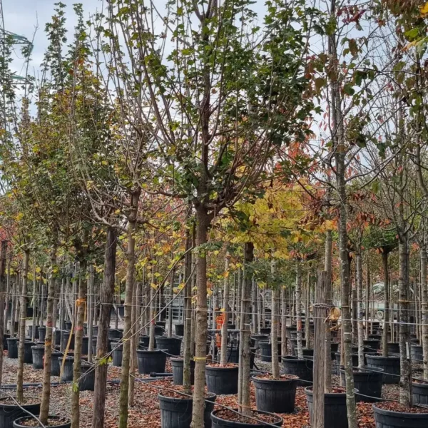 Acer campestre (Poljski javor, maklen)