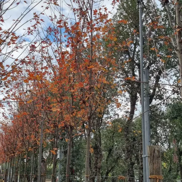 Acer x freemanii 'Autumn Blaze' (Rdeči javor)