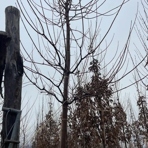 Acer x freemanii 'Autumn Blaze' (Rdeči javor)