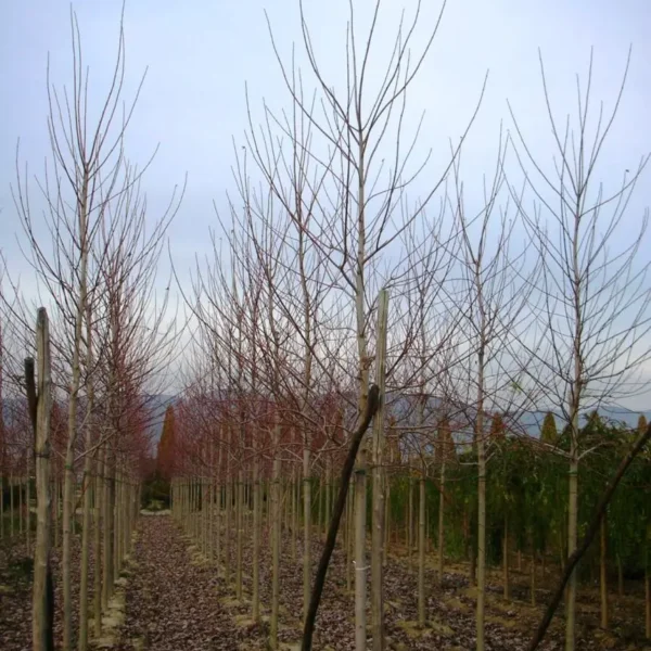 Acer x freemanii 'Autumn Blaze' (Rdeči javor)