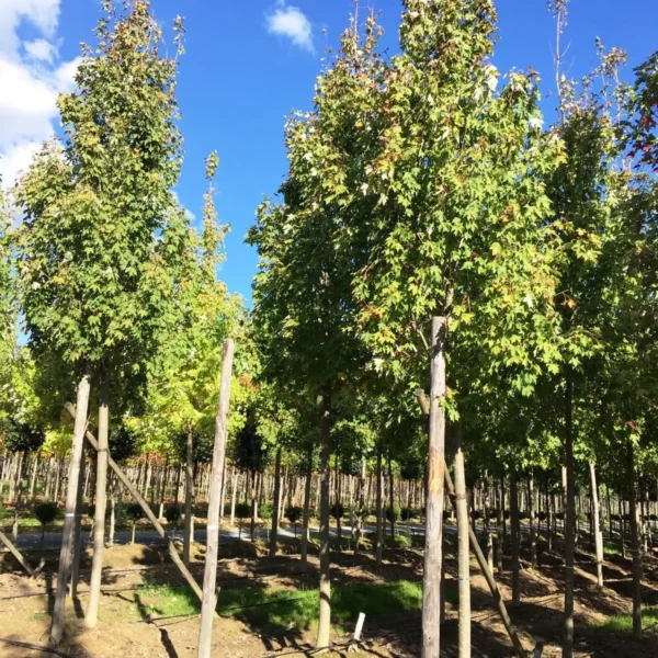 Acer x freemanii 'Armstrong' (Javor)