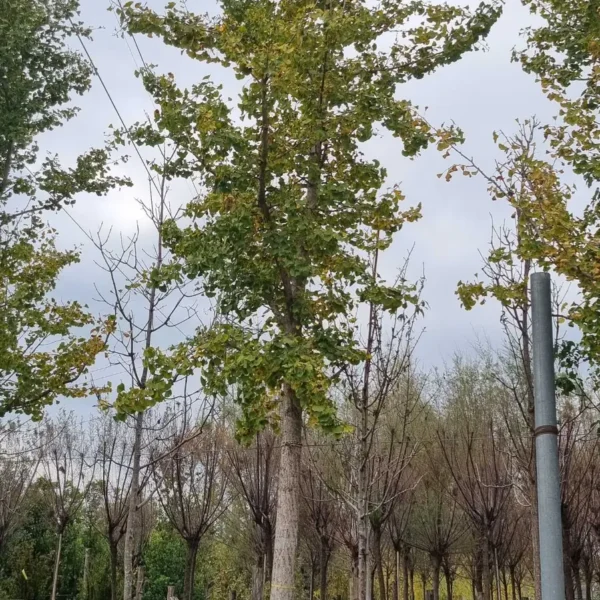 Ginkgo biloba (Dvokrpi ginko)