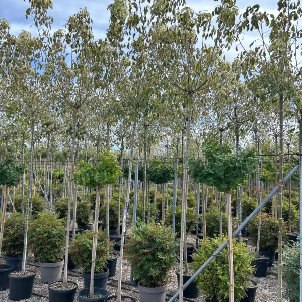 Acer negundo 'Flamingo' (Pisanolistni ameriški javor)