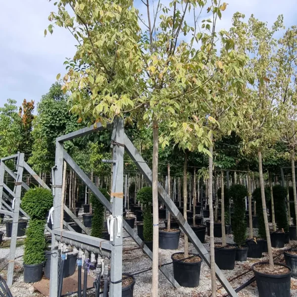 Acer negundo 'Flamingo' (Pisanolistni ameriški javor)