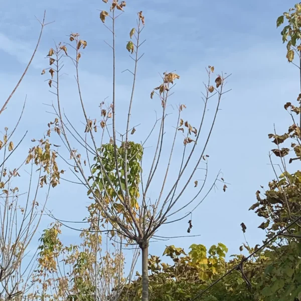 Acer negundo 'Flamingo' (Pisanolistni ameriški javor)