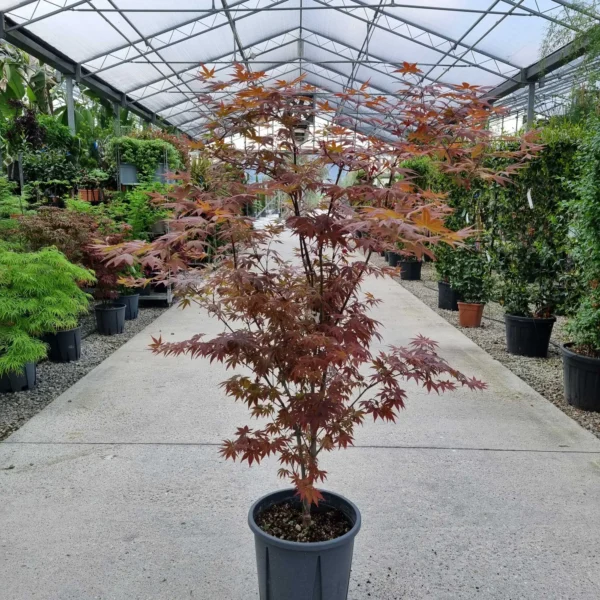 Acer palmatum 'Atropurpureum' (Rdečelistni pahljačasti javor)