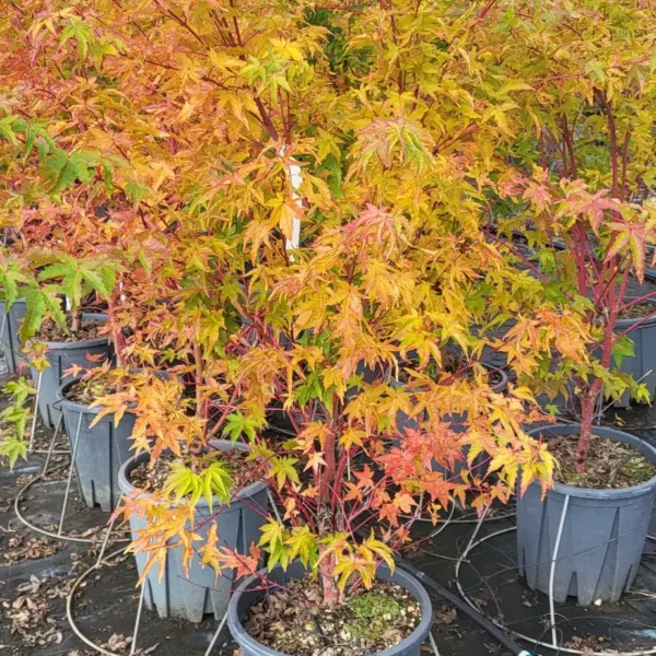 Acer palmatum 'Sango Kaku' (Pahljačasti javor)