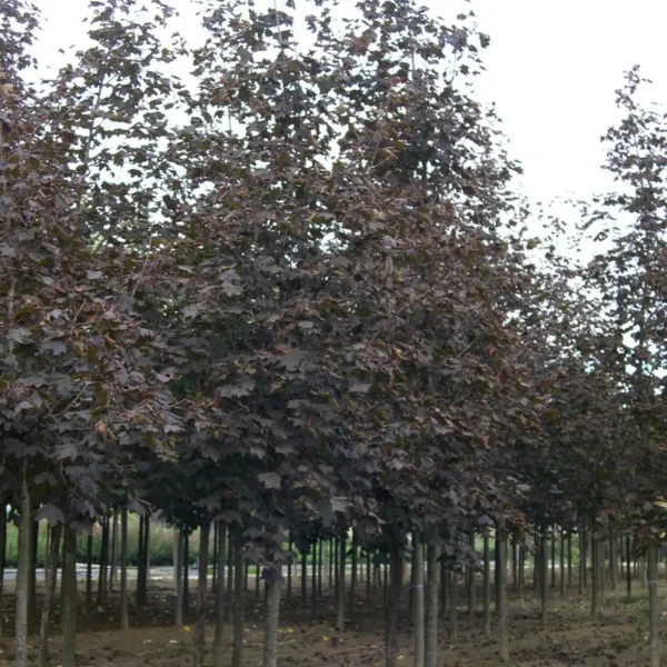 Acer platanoides 'Crimson King (Rdečelistni ostrolistni javor)