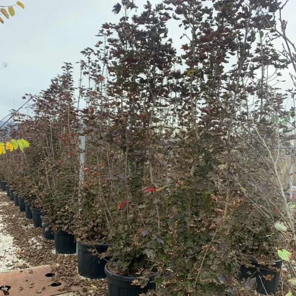 Acer platanoides 'Crimson Sentry' (Rdečelistni ostrolistni javor)