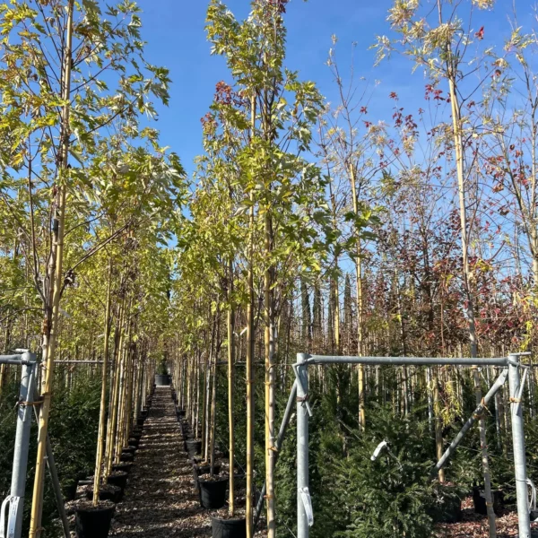 Acer saccharinum (Srebrni javor)