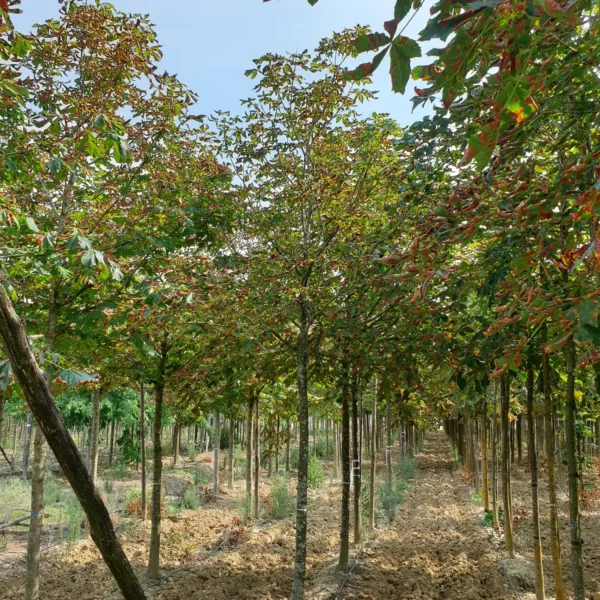 Aesculus hippocastanum 'Baumanii' (Divji kostanj)