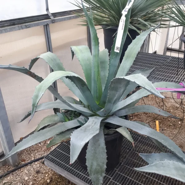 Agave americana (Agava americana)