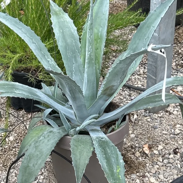 Agave americana (Agava americana)