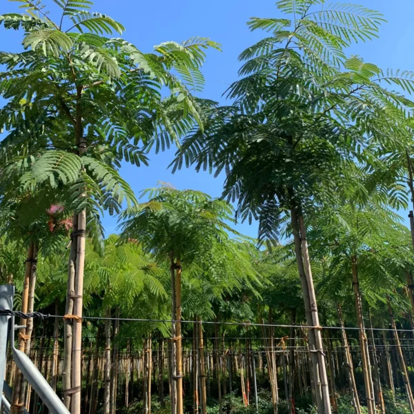 Albizia julibrissin (Albicija)