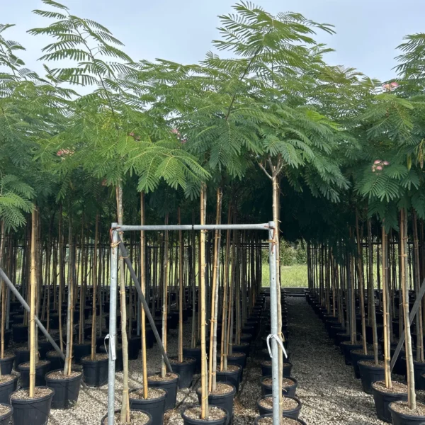 Albizia julibrissin (Albicija)