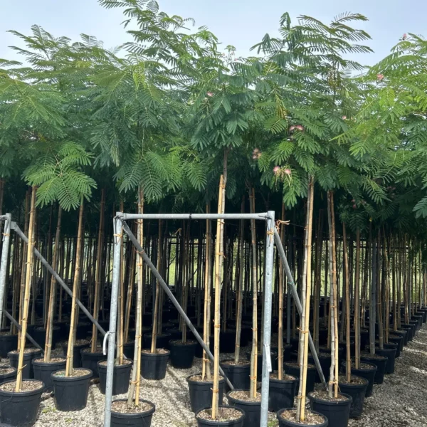 Albizia julibrissin (Albicija)