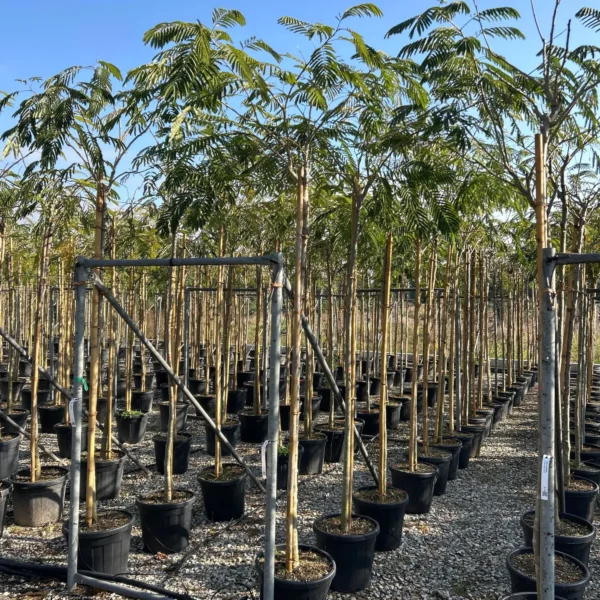 Albizia julibrissin (Albicija)