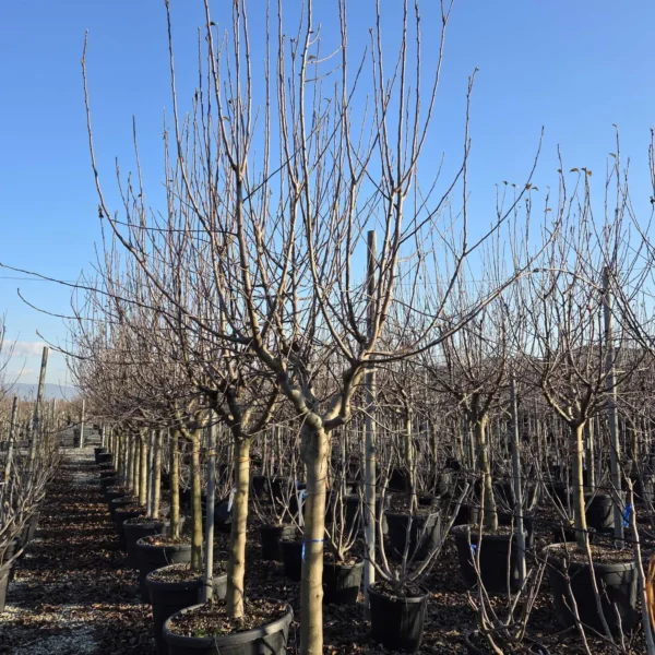 Malus domestica 'FUJI' (Jablana)