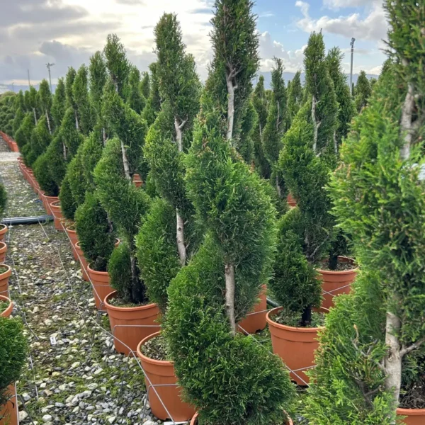 Cupressocyparis leylandii Oblikovana (Lejlandova cipresa)