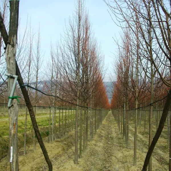 Alnus cordata (Jelša)