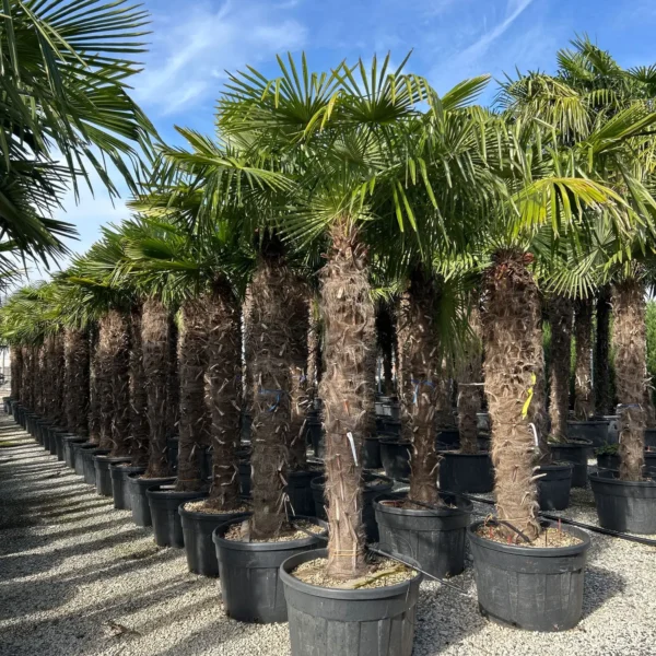 Trachycarpus fortunei (Palma - Visoka žumara)