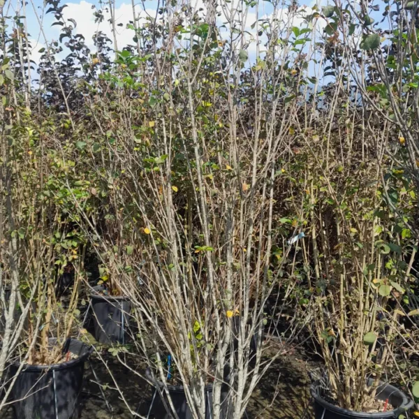 Amelanchier alnifolia 'Obelisk' (Šmarna hrušica)
