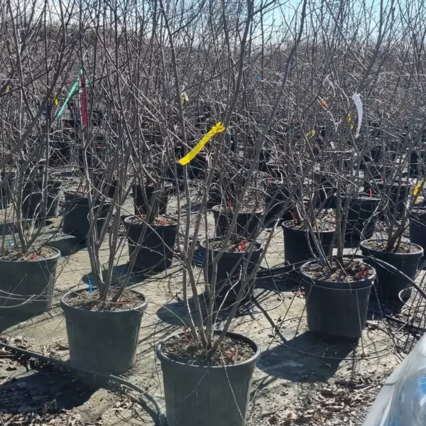 Amelanchier lamarckii (Šmarna hrušca)