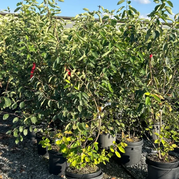 Amelanchier lamarckii (Šmarna hrušca)