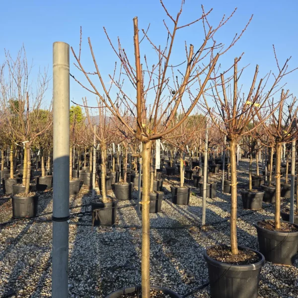 Prunus persica 'Michelini' (Breskev)