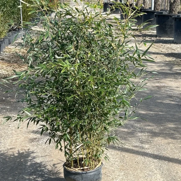 Phyllostachys Aurea (Zlati bambus)