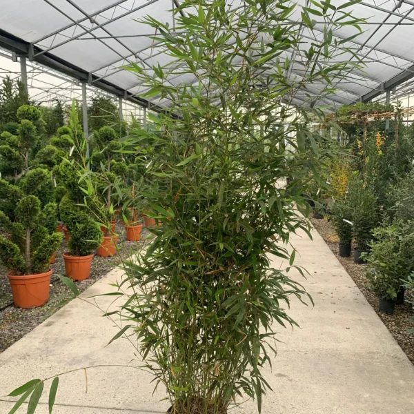 Phyllostachys Aurea (Zlati bambus)