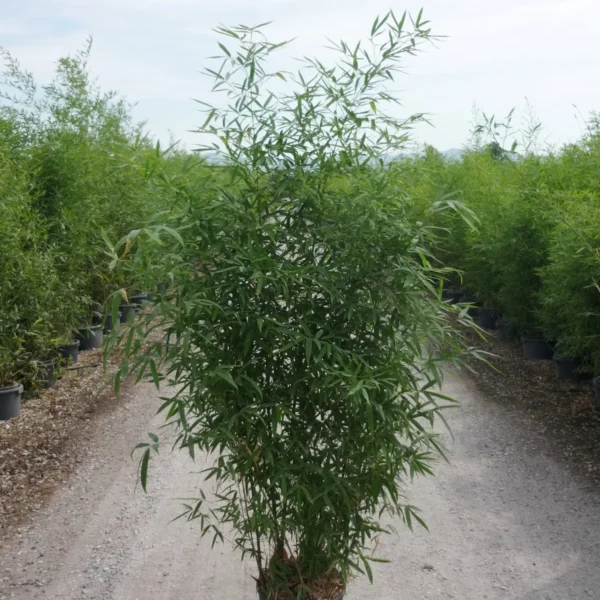 Phyllostachys Aurea (Zlati bambus)