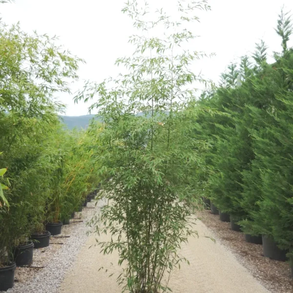 Phyllostachys Aurea (Zlati bambus)
