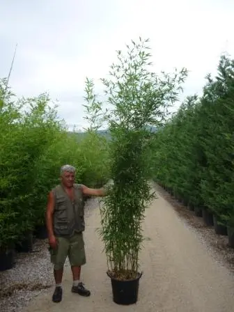 Phyllostachys Aurea (Zlati bambus)