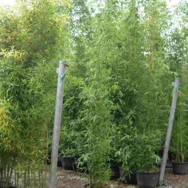 Phyllostachys Aurea (Zlati bambus)