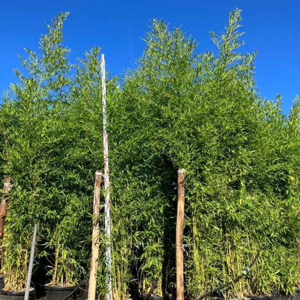 Phyllostachys Aurea (Zlati bambus)