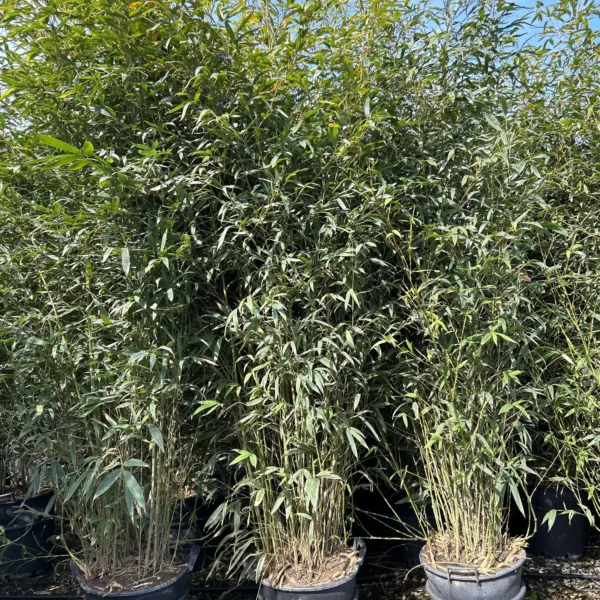 Phyllostachys Aurea (Zlati bambus)