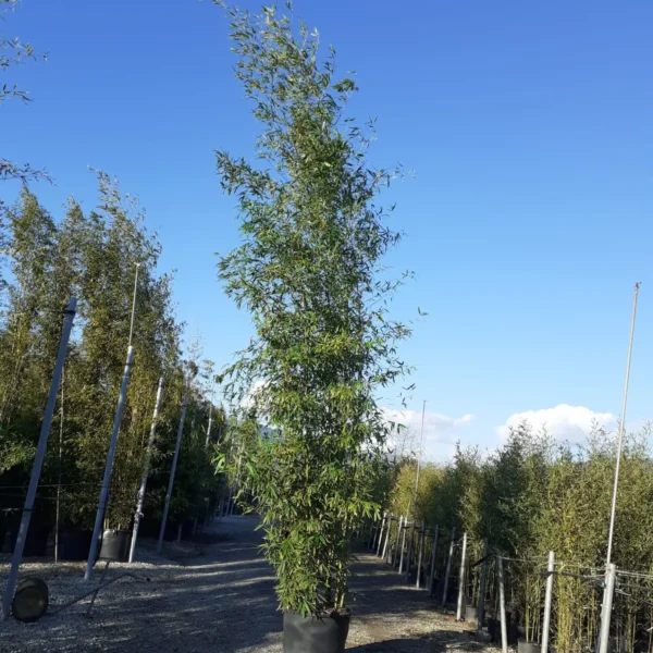 Phyllostachys Aurea (Zlati bambus)