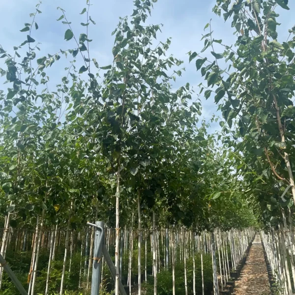 Betula utilis 'Jacquemontii' (Himalajska breza)