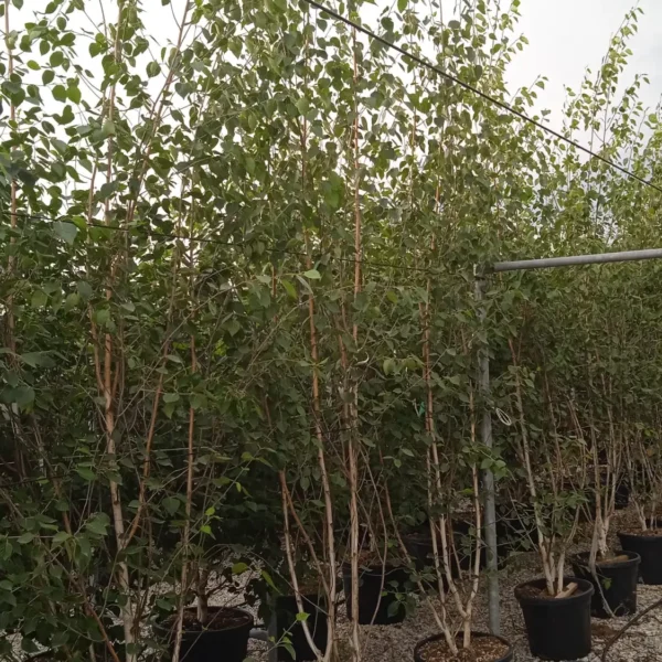 Betula utilis 'Jacquemontii' (Himalajska breza)