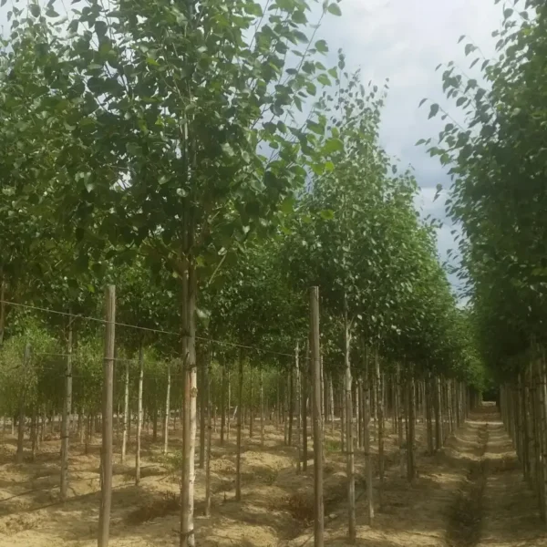 Betula utilis 'Jacquemontii' (Himalajska breza)